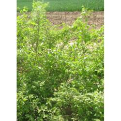 綠化用金銀木 價位合理的金銀木就在芳澤花卉苗木