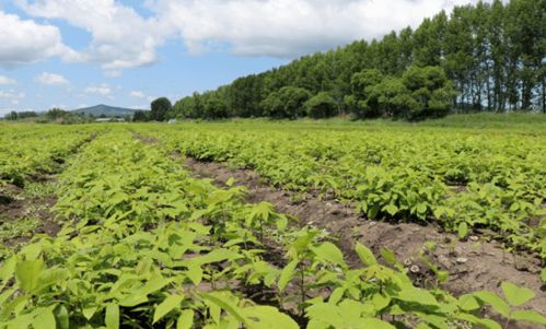 做大做強核桃楸 助力中藥材產業發展
