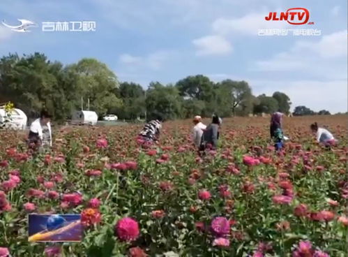 友好村 幸福在浪漫花海中綻放