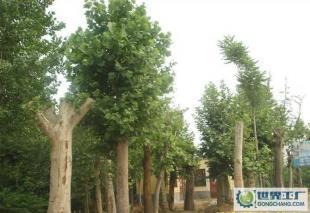 低價(jià)0法桐、欒樹、合歡、國槐、柳樹等常規(guī)苗木_農(nóng)副產(chǎn)品_世界工廠網(wǎng)中國產(chǎn)品信息庫