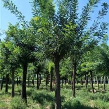 2019綠化苗木價格 報價 綠化苗木批發 第29頁 園林網