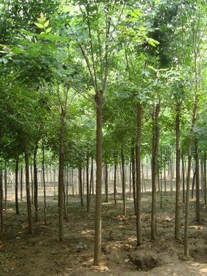 國槐小苗,1-3公分國槐小苗數(shù)十萬株直銷中_山東祥宸苗木種植基地_95供求網(wǎng)