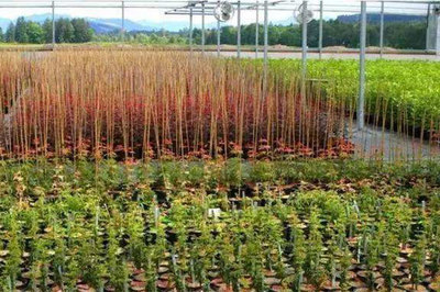 苗木種植誤區(qū),很多人都做過,一定要避免!