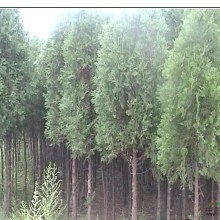 2019綠化苗木價格 報(bào)價 綠化苗木批發(fā) 園林網(wǎng)