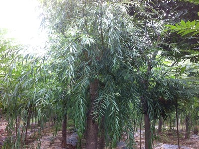 山東萬畝苗木大量出售西湖垂柳-山東萬畝苗木培育基地提供山東萬畝苗木大量出售西湖垂柳的相關介紹、產品、服務、圖片、價格13-14公分紅葉碧桃樹苗、5公分龍柱碧桃價格、3公分菊花碧桃小苗、8公分法桐基地、速生白蠟樹苗、山東國槐樹基地、