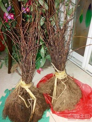 【大量批發(fā)五味子苗,一年生五味子苗】,價(jià)格,廠家,供應(yīng)商,花木,寬城區(qū)永發(fā)苗木培育基地 - 產(chǎn)品庫(kù)