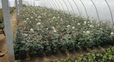 供應 廠家直銷 山東 苗木批發 定制批發 價格電議圖片_高清圖_細節圖-青島森豐源園林 -