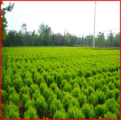 出售綠化苗木 灌木類【灑金柏】規格齊全 量大優惠 花絡港灣出售 圖片_高清大圖 