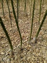 苗木出售 苗木供應信息 443