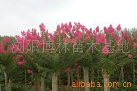 【綠化設計圖中的喬木與灌木之分】價格、產品供應,綠化設計圖中的喬木與灌木之分廠家批發-1024商務網