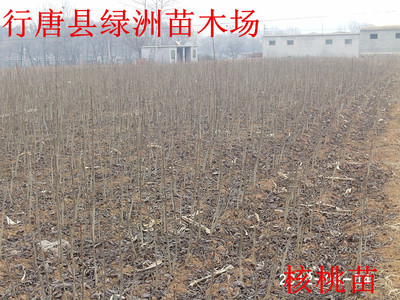 河北省核桃苗基地_農副產品_世界工廠網