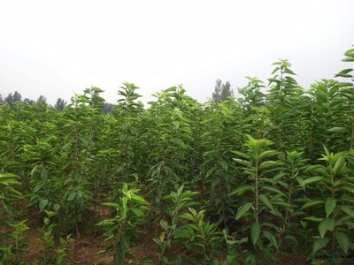 梨樹圖片|苗木|苗木圖庫|597苗木網