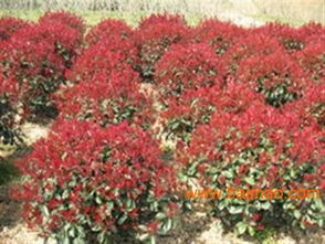 速生紫薇圖片 鴻林苗木 速生紫薇樹苗,速生紫薇圖片 鴻林苗木 速生紫薇樹苗生產(chǎn)廠家,速生紫薇圖片 鴻林苗木 速生紫薇樹苗價格