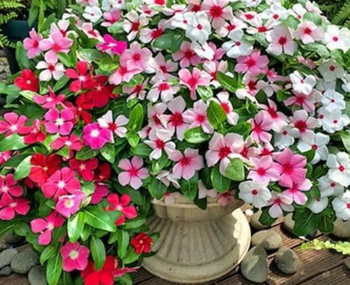 花期超長的4種花卉，一開花就是大半年，還好養