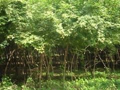 天津五角楓供應與價格指南 綠源苗木專業批發