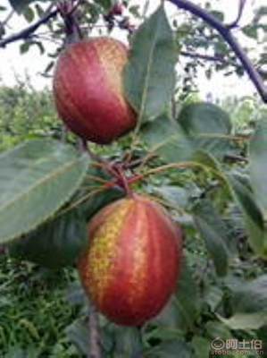 黃金梨苗種植與管理指南 栽種時(shí)間、水肥控制與生長(zhǎng)表現(xiàn)