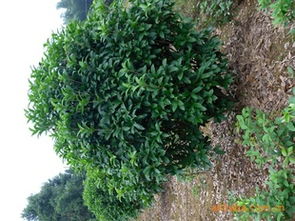 盡覽湖南優(yōu)質(zhì)八月桂球 瀏陽市柏加炎輝苗圃為您提供專業(yè)綠化苗木